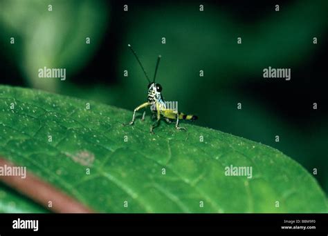 Little Hopper at Amboli, Maharashtra, India Stock Photo - Alamy