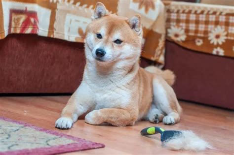 Shiba Inu Shedding, Brushing, & Bathing - Full Grooming Guide - Bark How