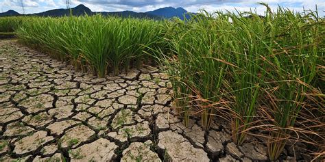 Science to solve world hunger: Neutron research with plants – Canadian Institute for Neutron ...