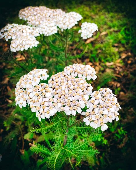 Foraging Yarrow: Identification, Look-alikes, and Uses