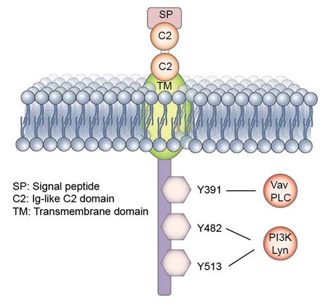 What Is CD19 Antigen? – Creative Biolabs CAR-T Blog