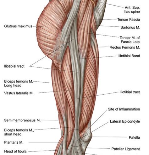 Anatomy Of Human Thigh Muscles Shower Curtain for Sale by Stocktrek Images