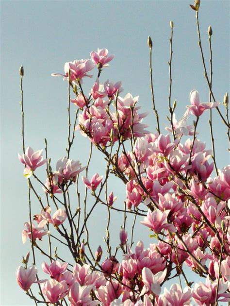 Magnolia - planting and care