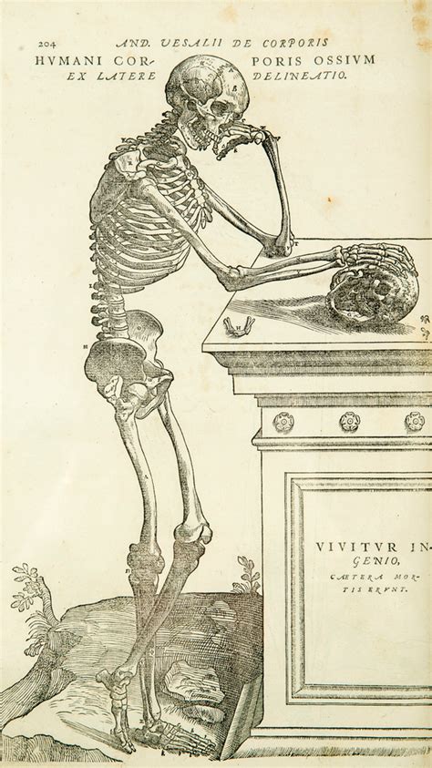 Vintage Anatomy Andreas Vesalius Skeleton Art Print by PDPress - X ...