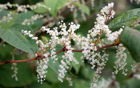 Japanese knotweed: How a delicate bloom beloved of the Victorians ...