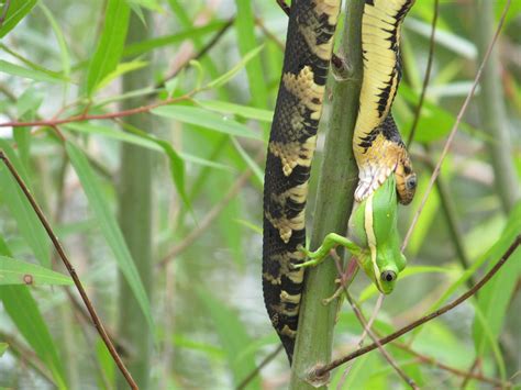 Praying Mantis Eating Snake | Wallpapers Gallery