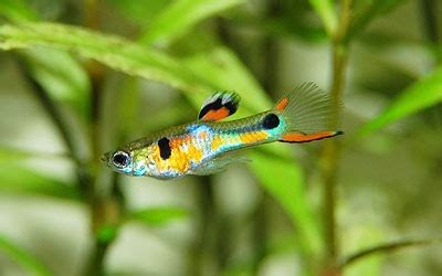 15 Best Molly Fish Tank Mates - Fish & Invertebrates Compatible with Mollies