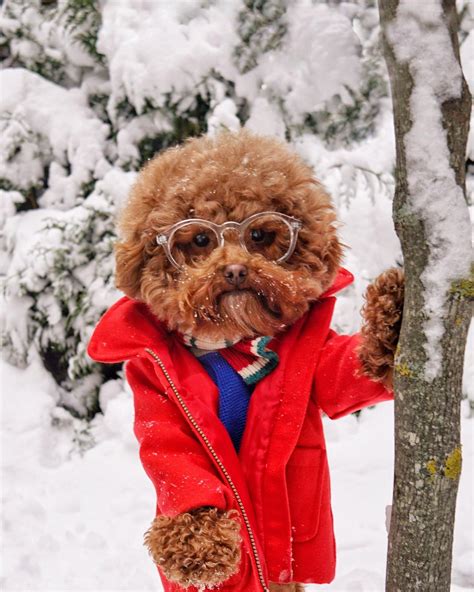 PsBattle: Dog wearing clothes in the snow