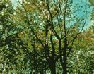 Maple Tree Diseases and Pruning for All Maple Tree Varieties | SavATree