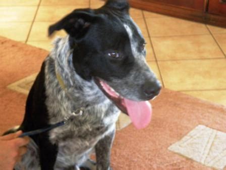 Dingo - Medium Male Blue Heeler Mix Dog in WA - PetRescue