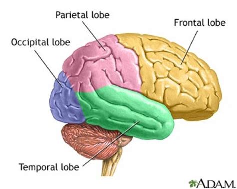 Positions and Functions of the Four Brain Lobes | New Health Advisor