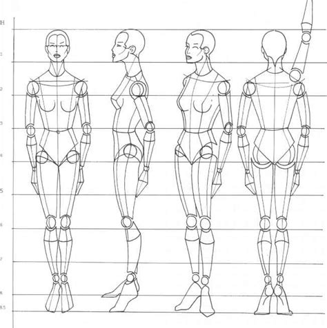 Basic Human Body Measurements For Technological Design Pdf - fasrvia