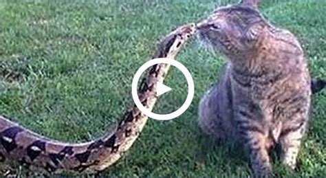 Cats & Snakes Fighting Real Life ☆ Amazing Animal - BVDOS