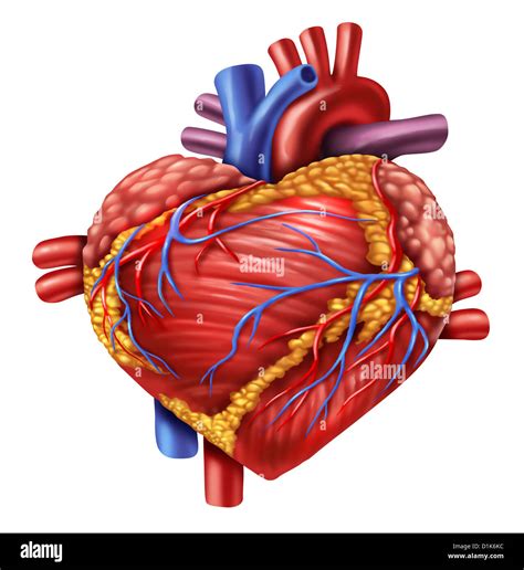 Human heart in the shape of a love symbol using the organ from the body anatomy for loving a ...