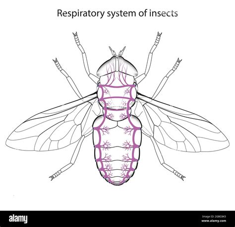 Respiratory system of insects Stock Photo - Alamy