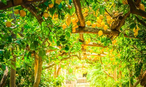 Lemon trees in Sorrento - GO LIVE IT