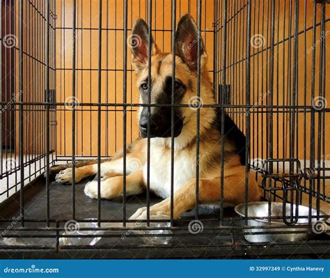 Young German Shepherd in Crate Stock Image - Image of looking, quiet ...