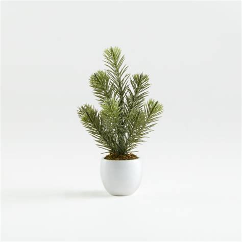 Potted Mini Pine Tree + Reviews | Crate and Barrel | Christmas plants, Christmas tree ...