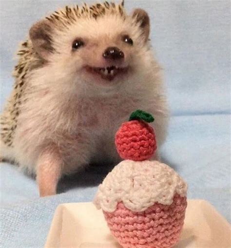 14 Funny Hedgehog Memes That Will Make You Smile | Page 2 of 3 | PetPress