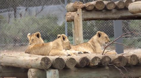 Little lion cubs make big debut at South Australia park