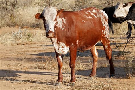 Sanga cow - Namibia stock photo. Image of cattle, mammal - 110707436