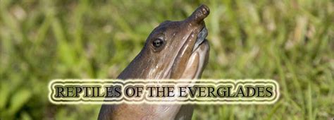 The Wild Life of Wildlife - Everglades National Park (U.S. National Park Service)