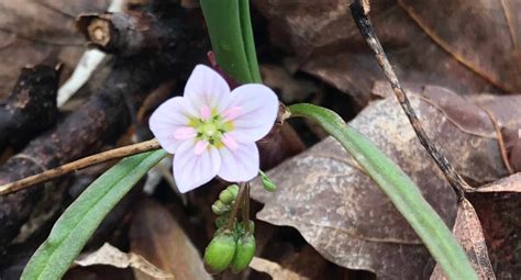 Global warming shifts plant phenology » HF&G