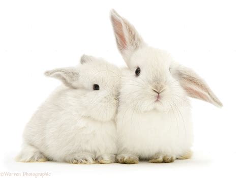 Baby White Rabbit Pictures