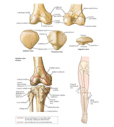 Osteology of Knee Anatomy Lateral epicondyle, Lateral condyle ...