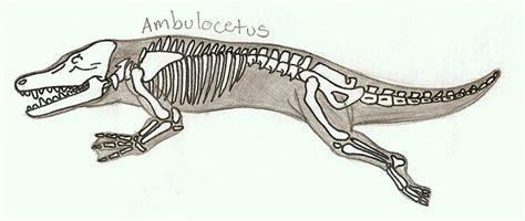 Ambulocetus by hermiejr157 on DeviantArt