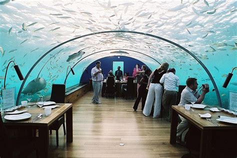 Underwater Restaurant Hilton Hotel, Maldives | Underwater restaurant, Underwater hotel, Island ...