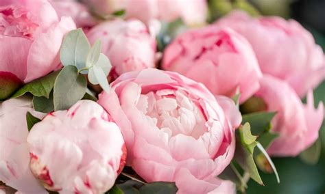 Discover the National Flower of Romania: The Peony - A-Z Animals