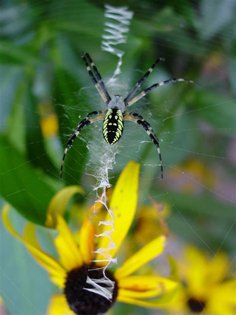 Spider outside Franklin Township Community Center, New Jersey | Spider, The outsiders, Township