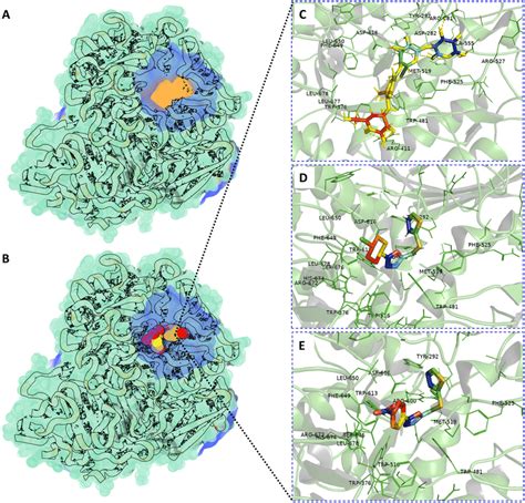 Structure of lysosomal acid α-glucosidase (GAA) along with its binding... | Download Scientific ...