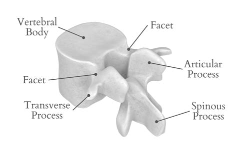 Spinal Facets Meaning and Their Link with Back Pain