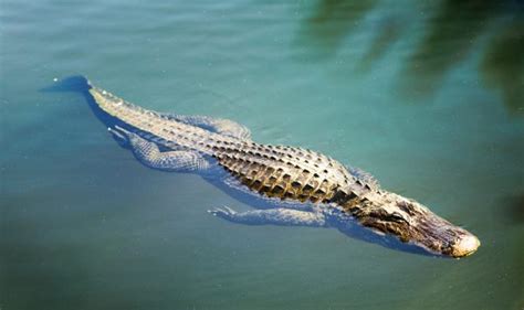 The Largest Alligator Ever Captured in the USA Was on The Loose - It Has Now Been Found ...