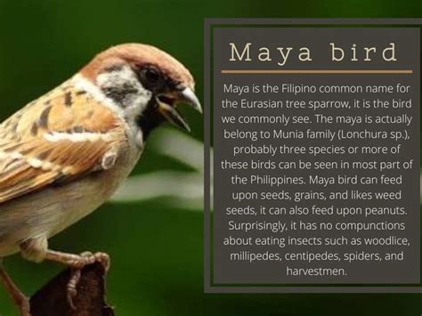 How To Take Care Of Maya Bird