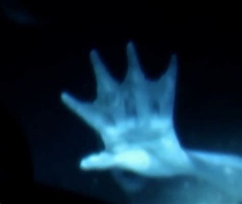 mermaid new evidence discovery | Animal Planet Broadcasts “Mermaids ...