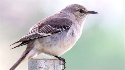 Mockingbird: The Amazing Symbolism & Meanings (Full Guide) - Subconscious Servant