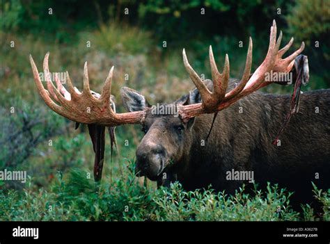 Bull moose alces alces shedding hi-res stock photography and images - Alamy