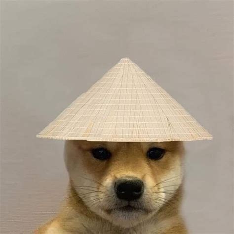 Pin by Stilly on Dog with hat | Dog mode, Doge dog, Dog icon