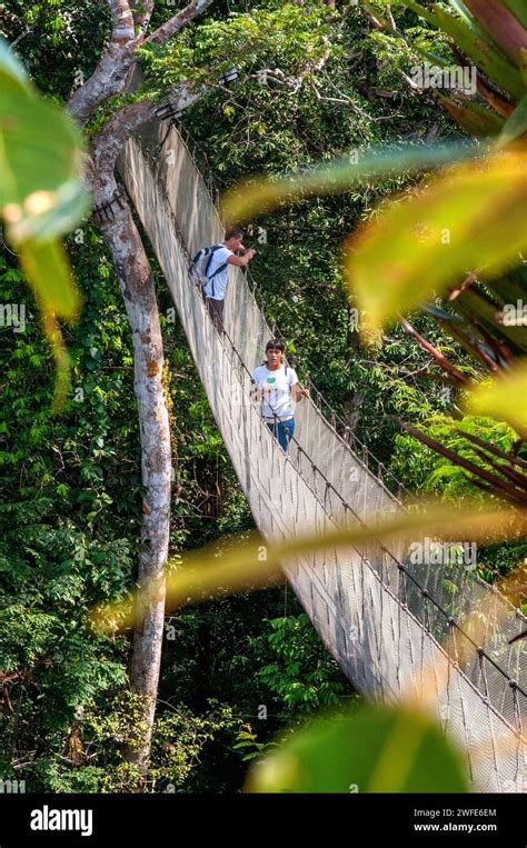 Elevated canopy walk hanging bridges. A rain forest canopy walkway in ...