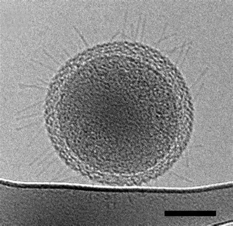 First Detailed Microscopy Evidence of Bacteria at the Lower Size Limit of Life - Berkeley Lab ...