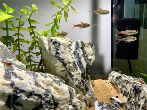 Size Matters: Your Ultimate Guide To The Best Dwarf Gourami Tank Mates