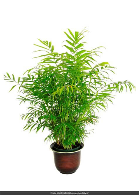 5 Plants To Make Your Home Clean And Green And Combat Indoor Air Pollution | Do It Yourself