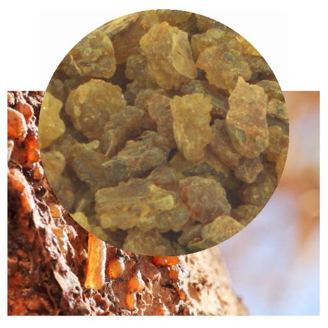 Commiphora myrrha (Myrrh) Resin 50g | Shaman Australis Botanicals