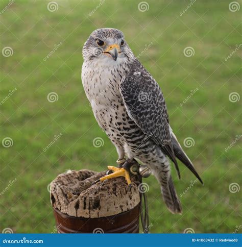 Falconry Bird of Prey stock photo. Image of bill, feathers - 41063432