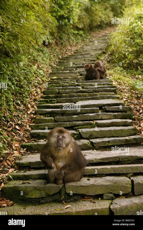 path and stairs, thieving monkeys, Mountains, Emei Shan, World Heritage Site, UNESCO, China ...