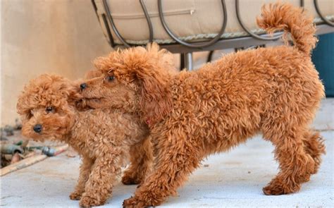 Types of Red Poodles Available in Puppy Market – Red Poodles Dog Breed Information