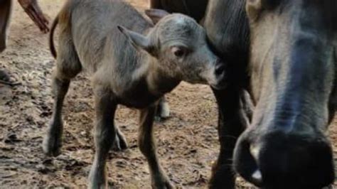 First IVF calf of Banni buffalo breed born in Gujarat's Gir Somnath ...